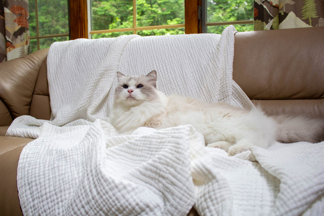 Crinkle muslin blanket on a couch with a cat